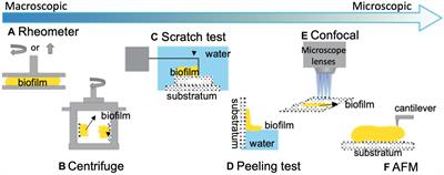 Searching for the Secret of Stickiness: How Biofilms Adhere to Surfaces